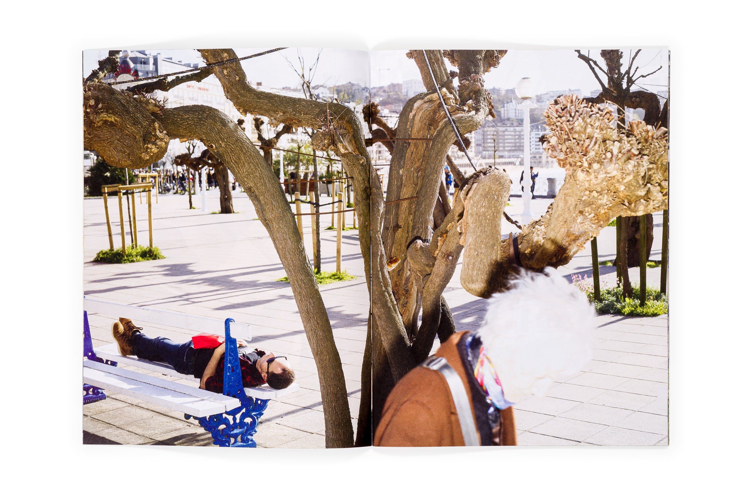 Los tamarindos de La Concha | RIcardo Cases