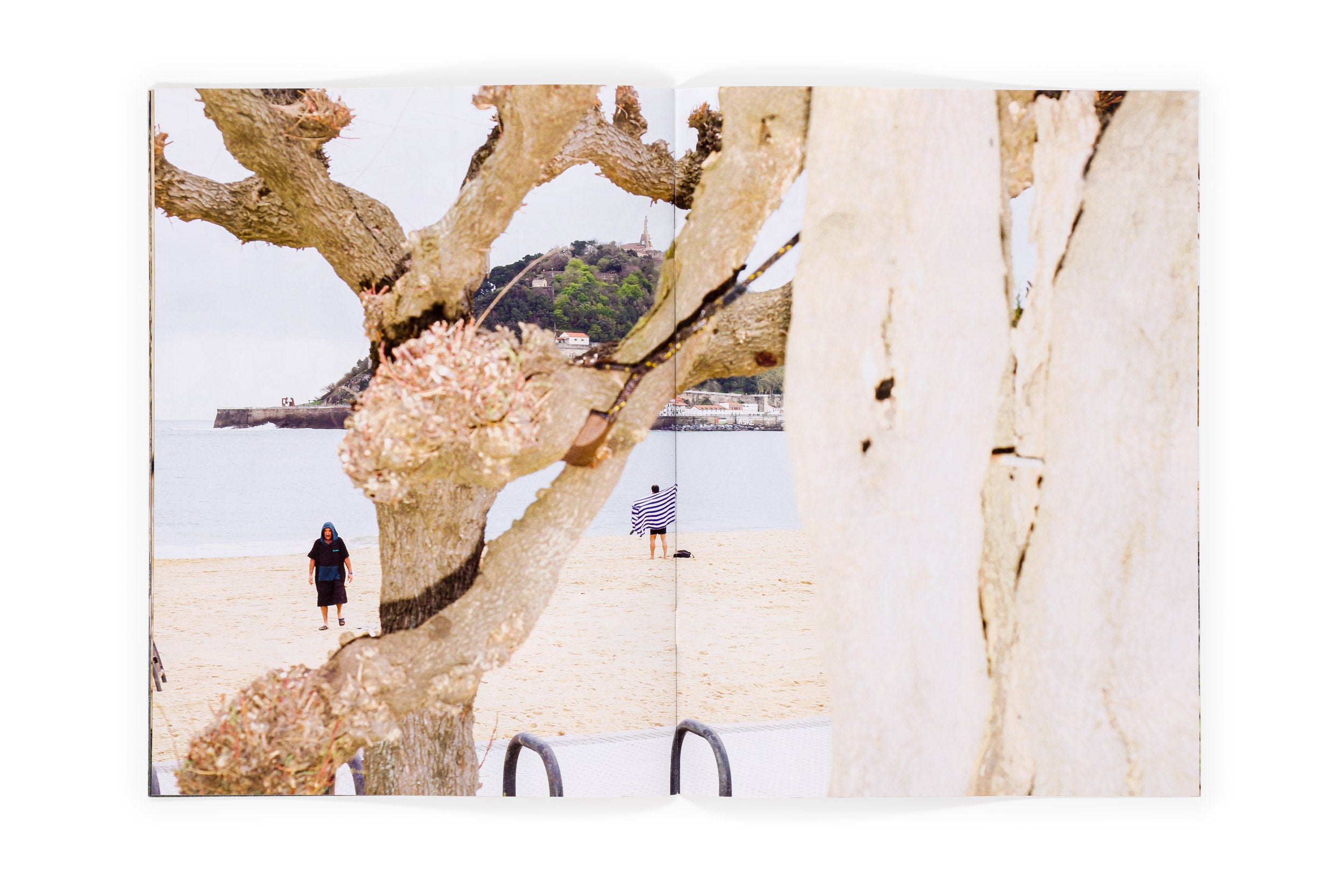 Los tamarindos de La Concha | RIcardo Cases