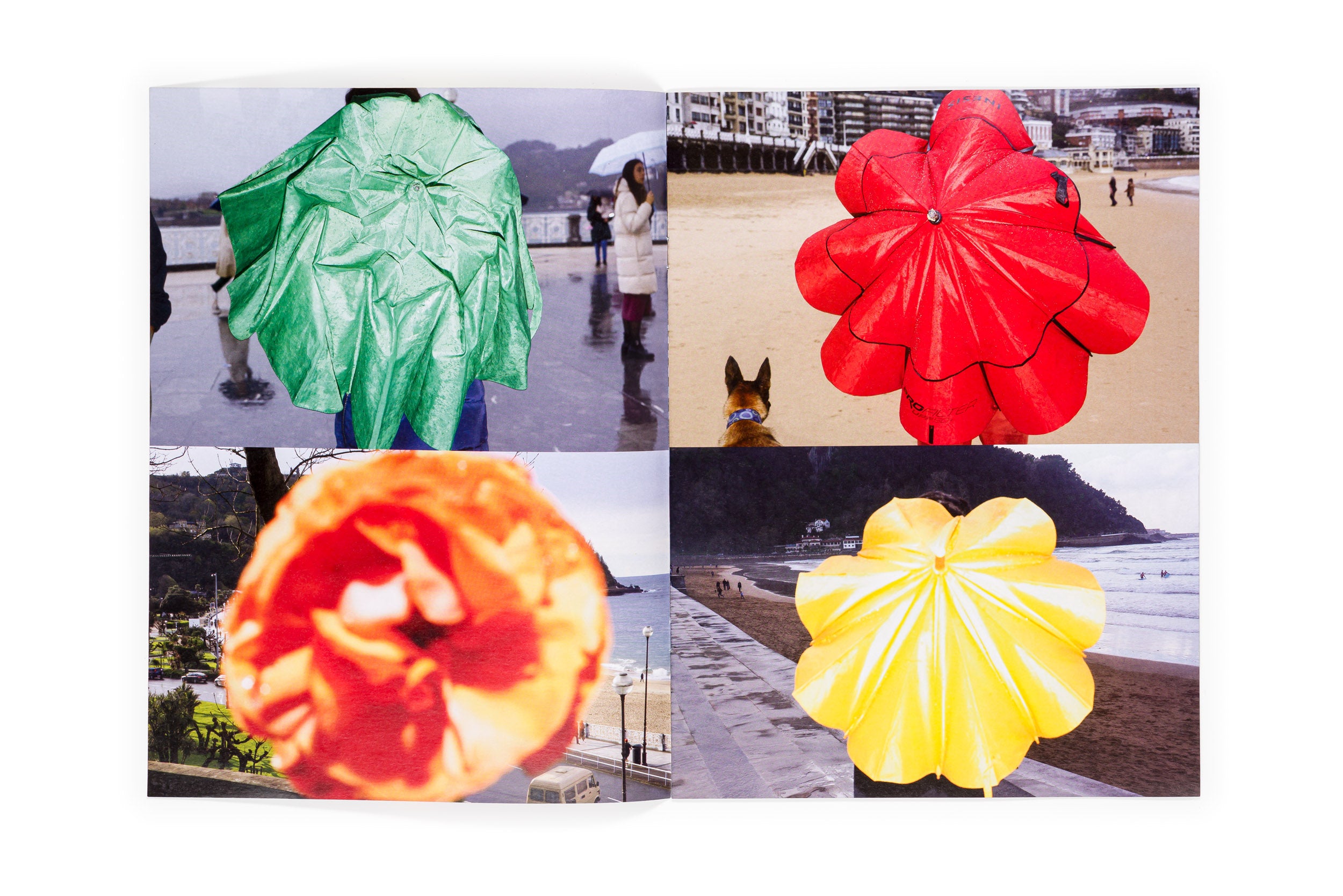 Los tamarindos de La Concha | RIcardo Cases