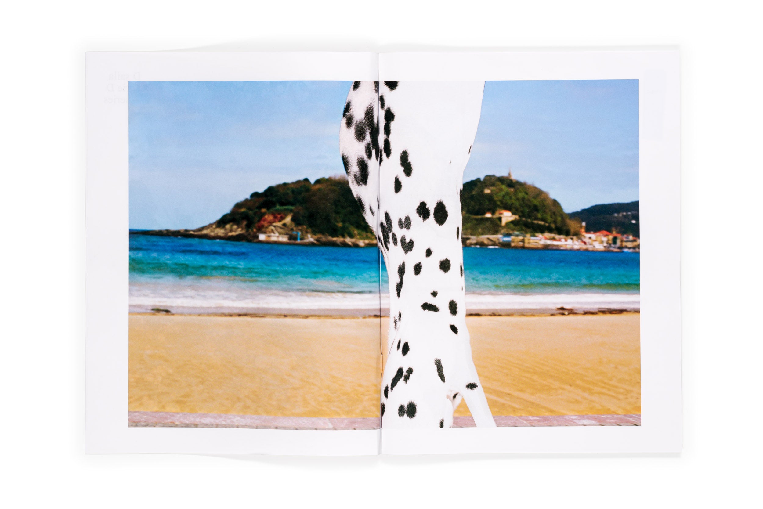 Los tamarindos de La Concha | RIcardo Cases