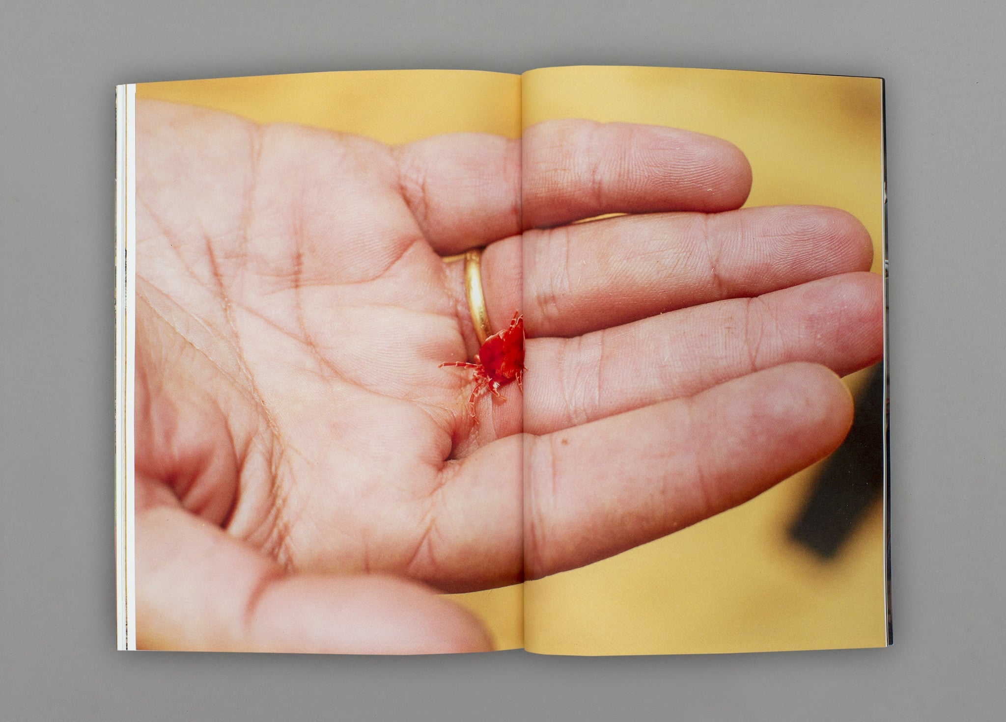 El Blanco - Ricardo Cases & Iván del Rey de la Torre