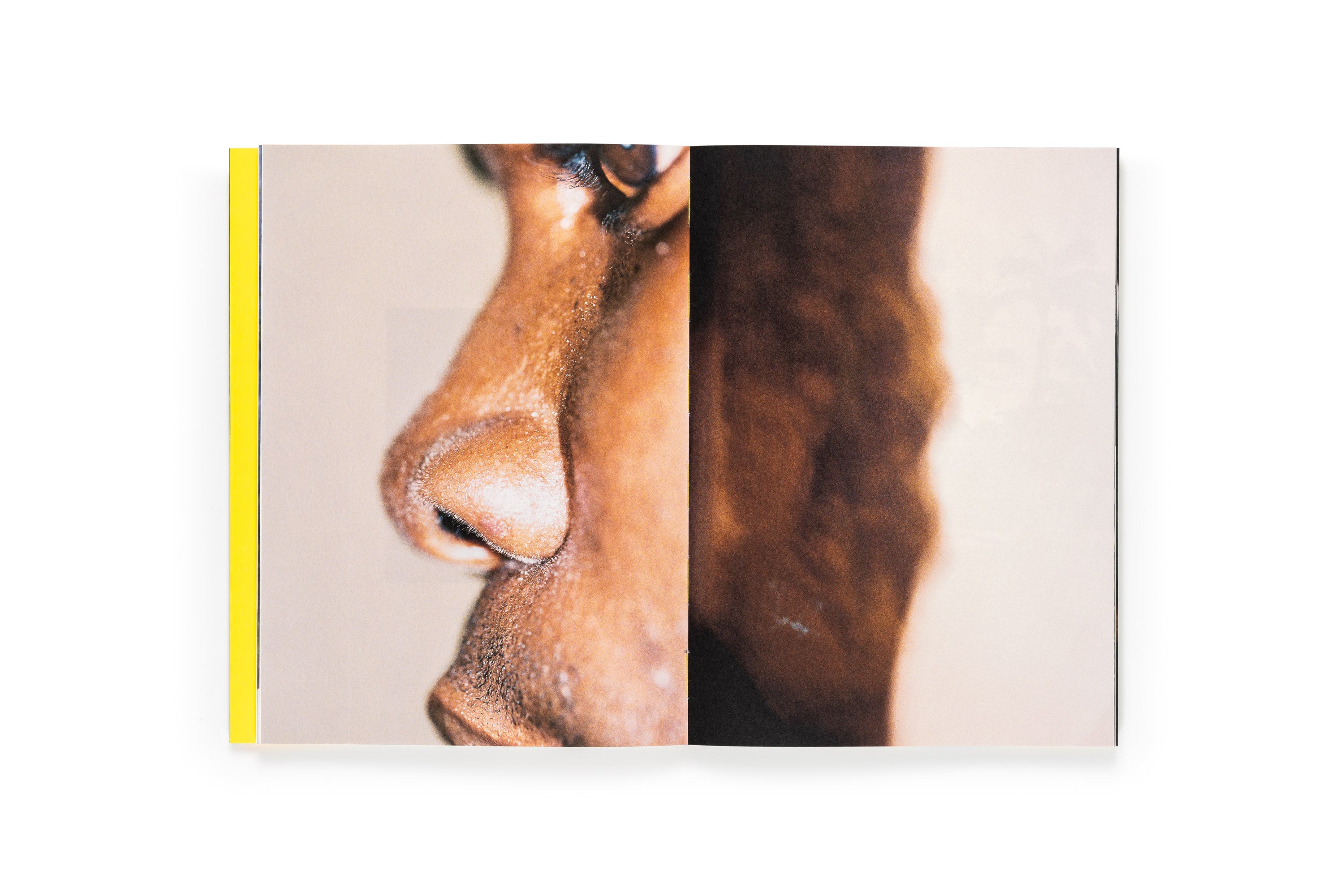 Sofia Ayarzagoitia - El menso metió la cabeza en un hormiguero