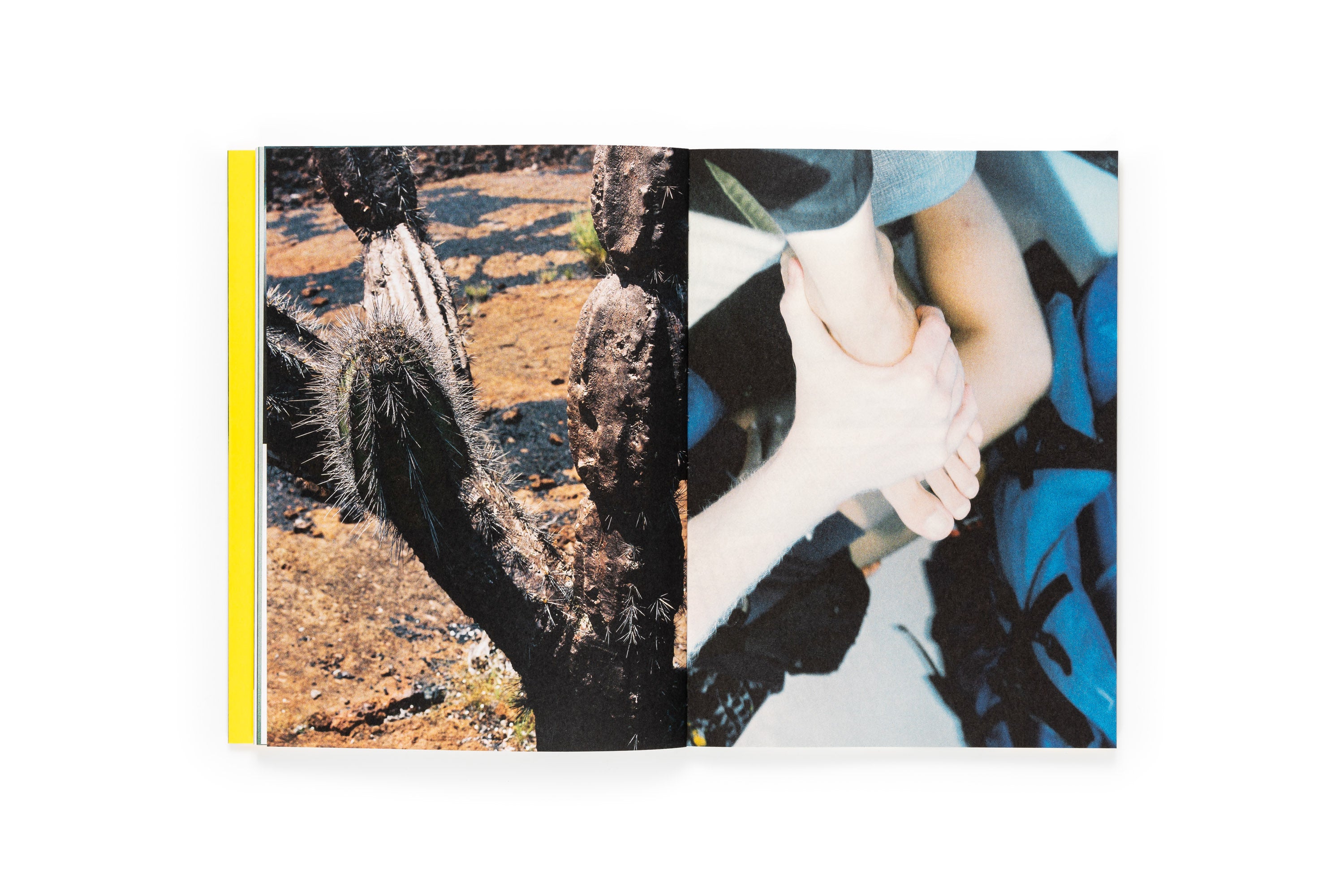 Sofia Ayarzagoitia - El menso metió la cabeza en un hormiguero